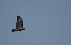 Buse variable