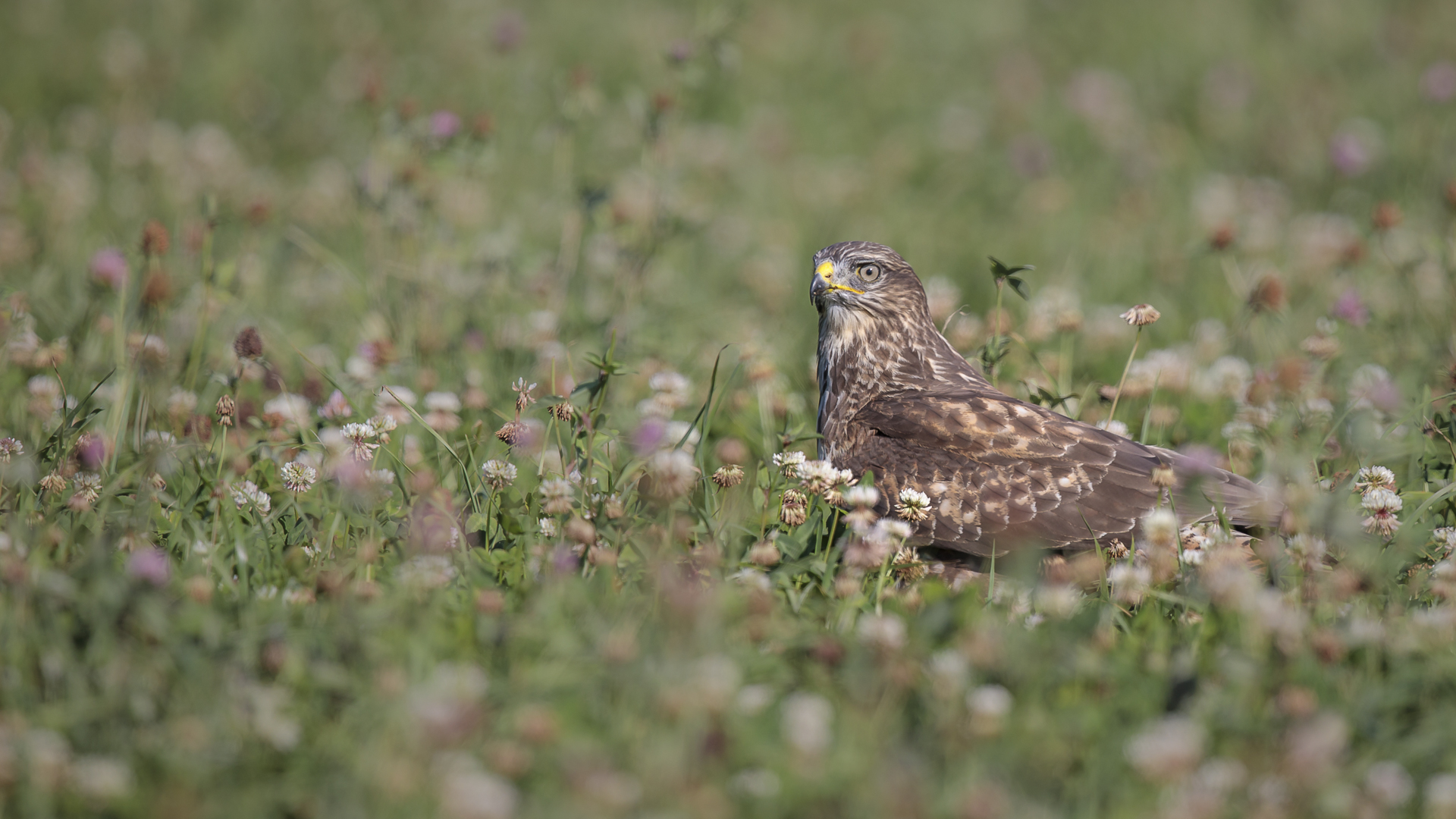 Buse variable