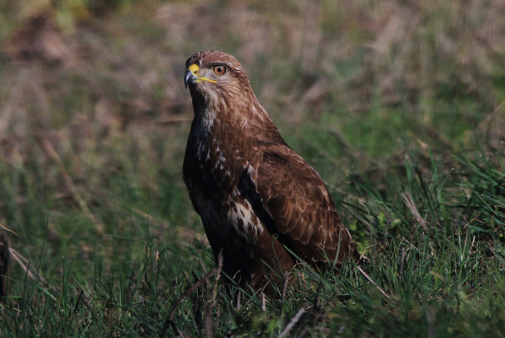 BUSE VARIABLE