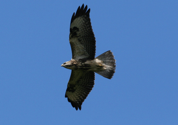 Buse Variable