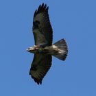 Buse Variable