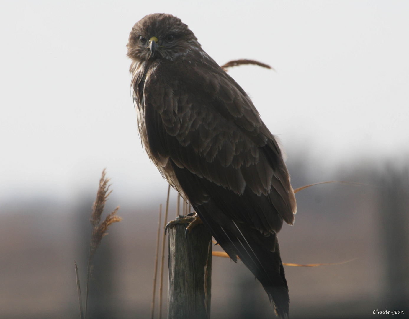 Buse variable