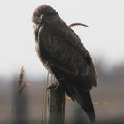 Buse variable