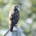 Buse variable