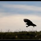 Buse variable a contre jour