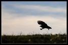 Buse variable a contre jour de picseb 