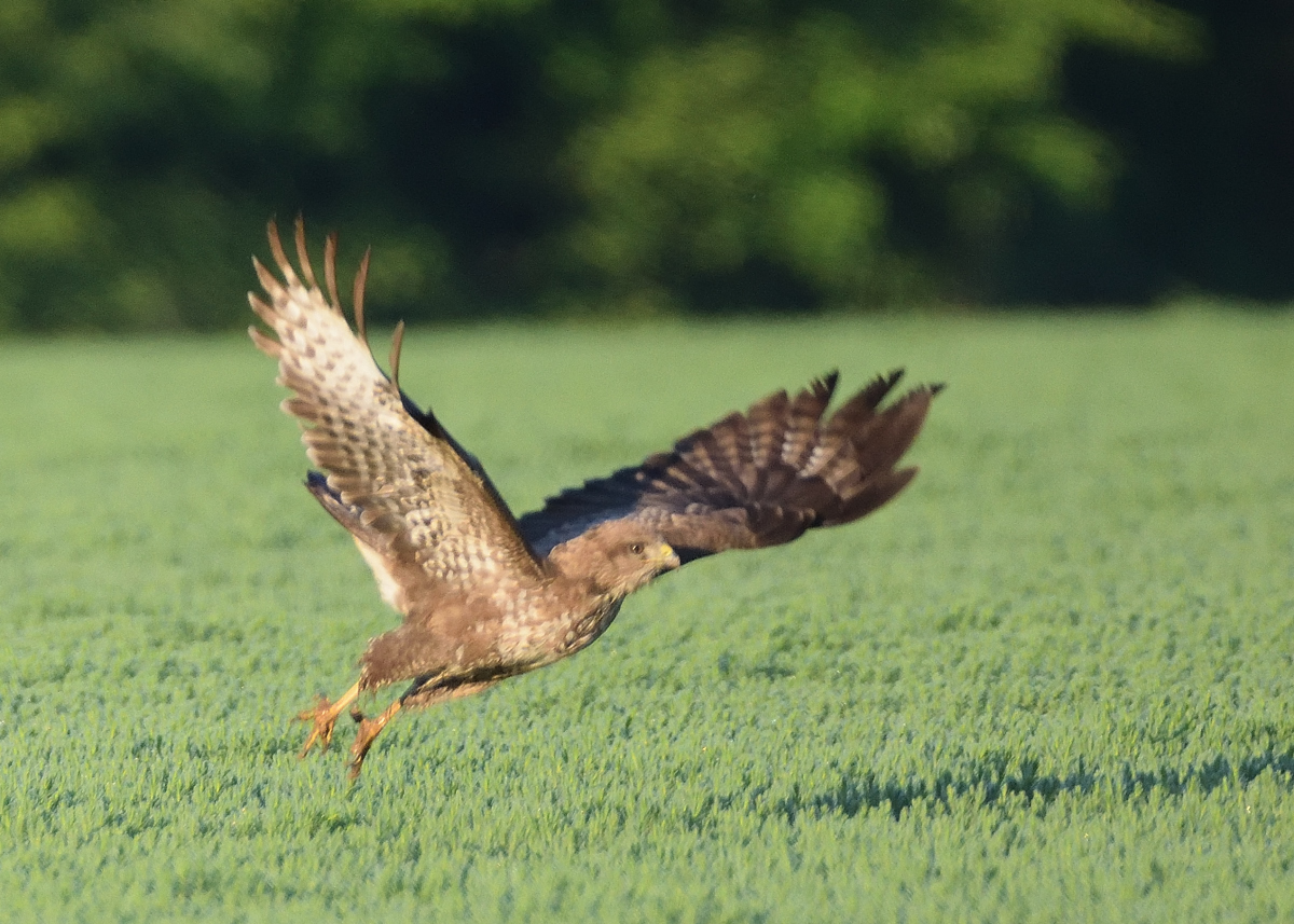 Buse Variable à l'envol