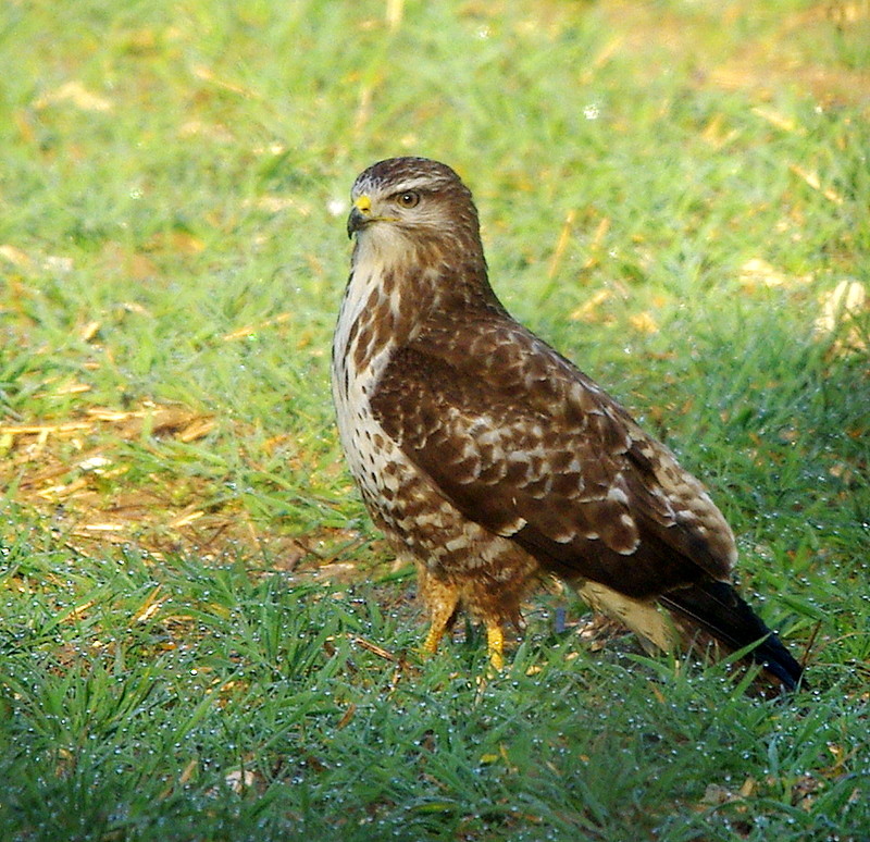 Buse variable