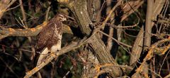 BUSE VARIABLE