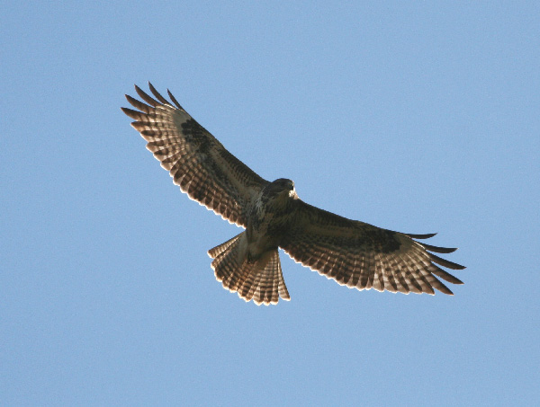 Buse variable