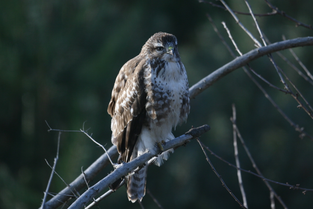 buse variable