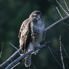 buse variable