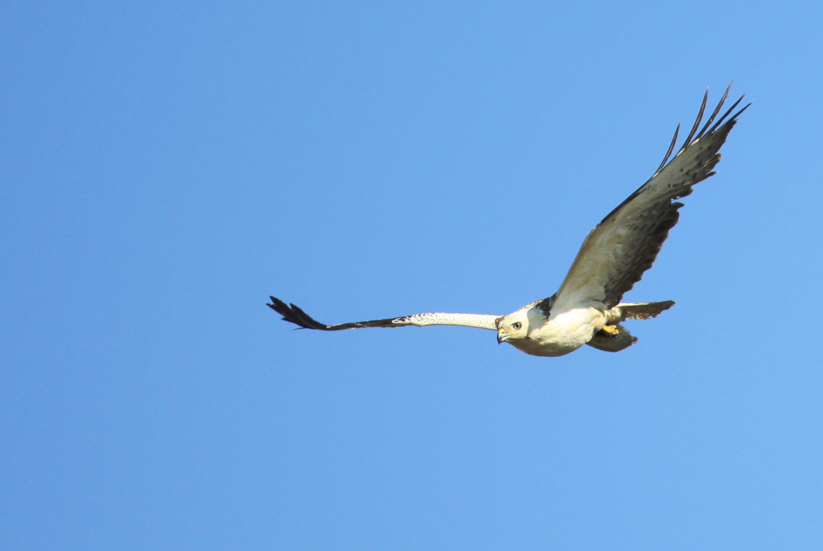 Buse variable blanche