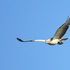 Buse variable blanche