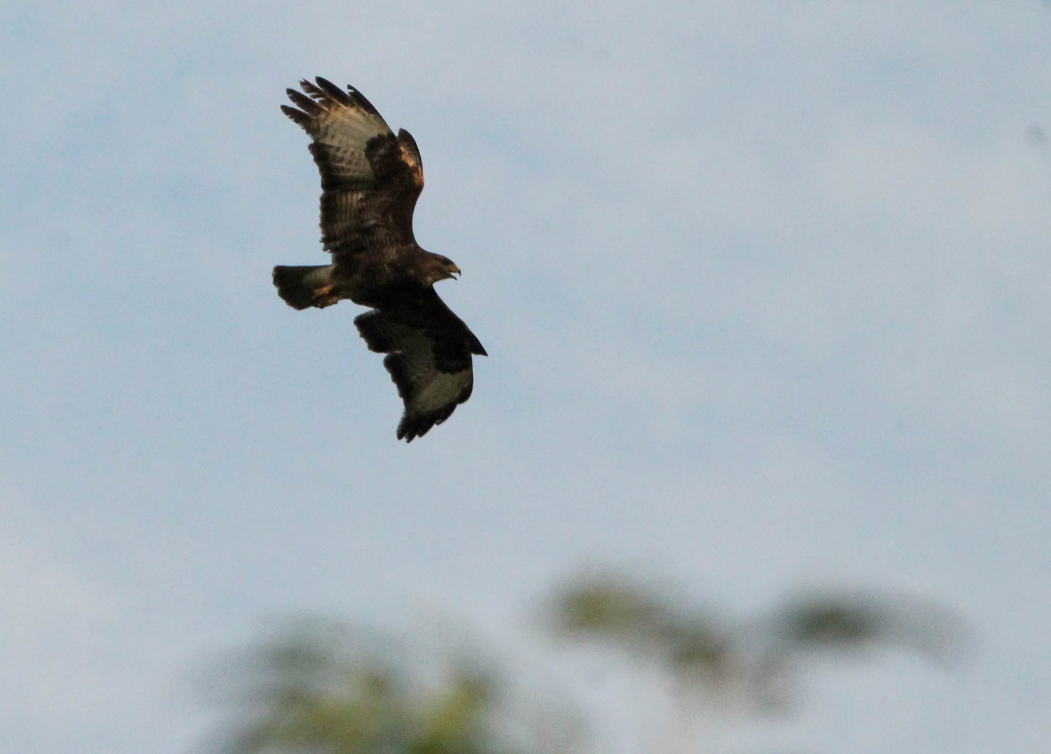 Buse variable