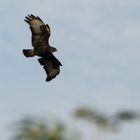 Buse variable