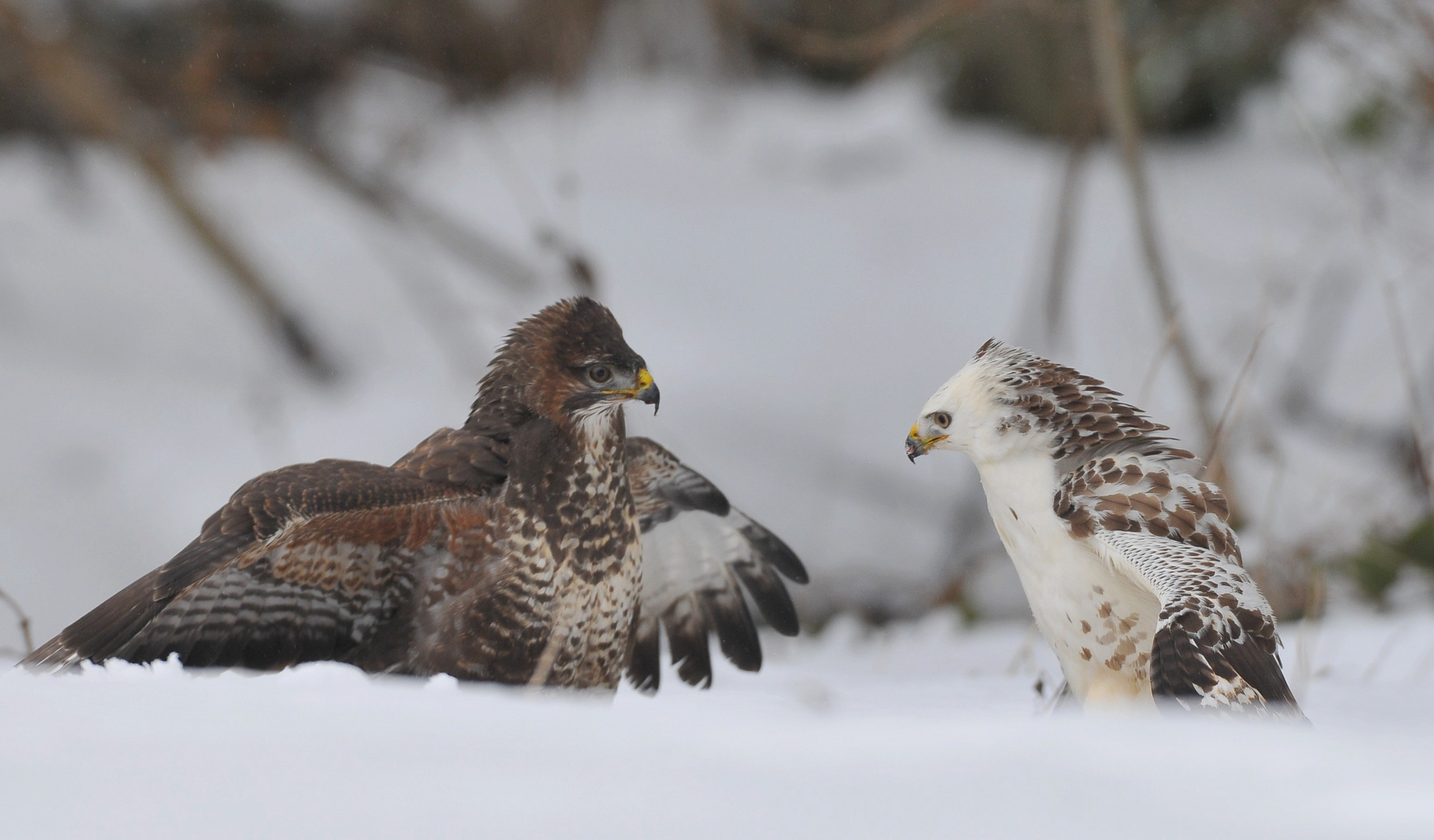 buse variable