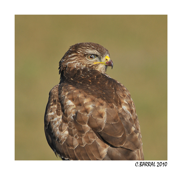 Buse Variable