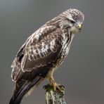 Buse variable