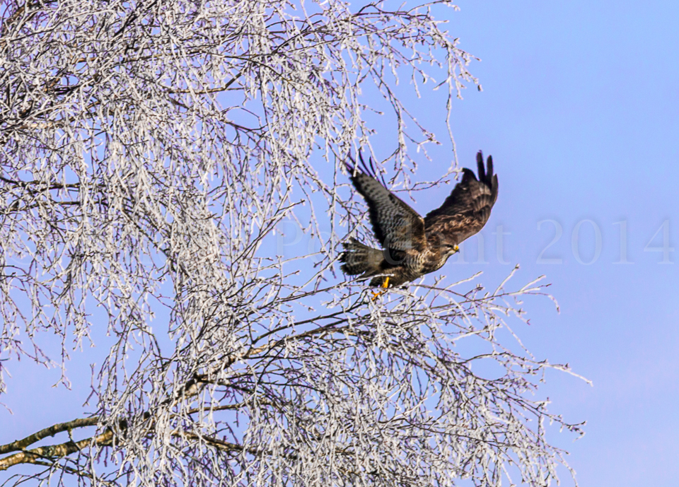 Buse variable lors de l'envol