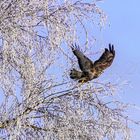 Buse variable lors de l'envol