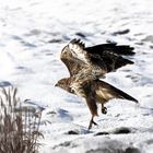 Buse variable  -  Mäusebussard