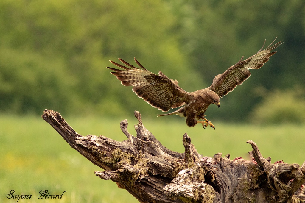 Buse variable photo faite se matin le 21/05/2019 