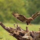 Buse variable photo faite se matin le 21/05/2019 