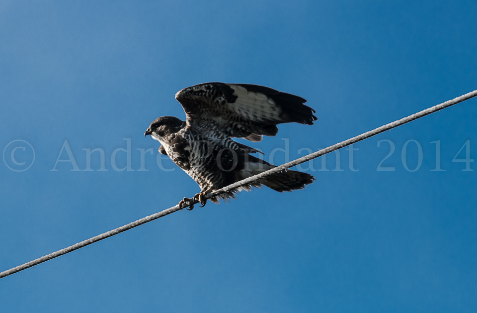 Buse variable s'envolant de sa zone d'observation lors d'une quête de nourriture