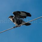 Buse variable s'envolant de sa zone d'observation lors d'une quête de nourriture