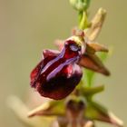 Busen-Ragwurz (Ophrys mammosa)