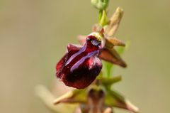 Busen-Ragwurz (Ophrys mammosa)