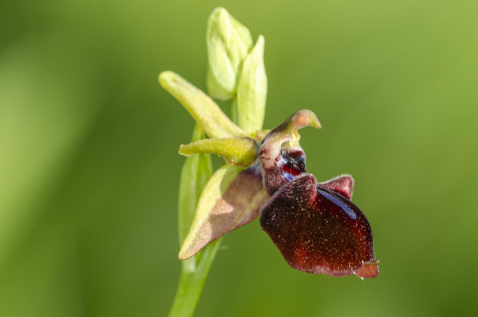 Busen-Ragwurz (Ophrys mammosa)