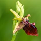 Busen-Ragwurz (Ophrys mammosa)