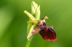 Busen-Ragwurz (Ophrys mammosa)