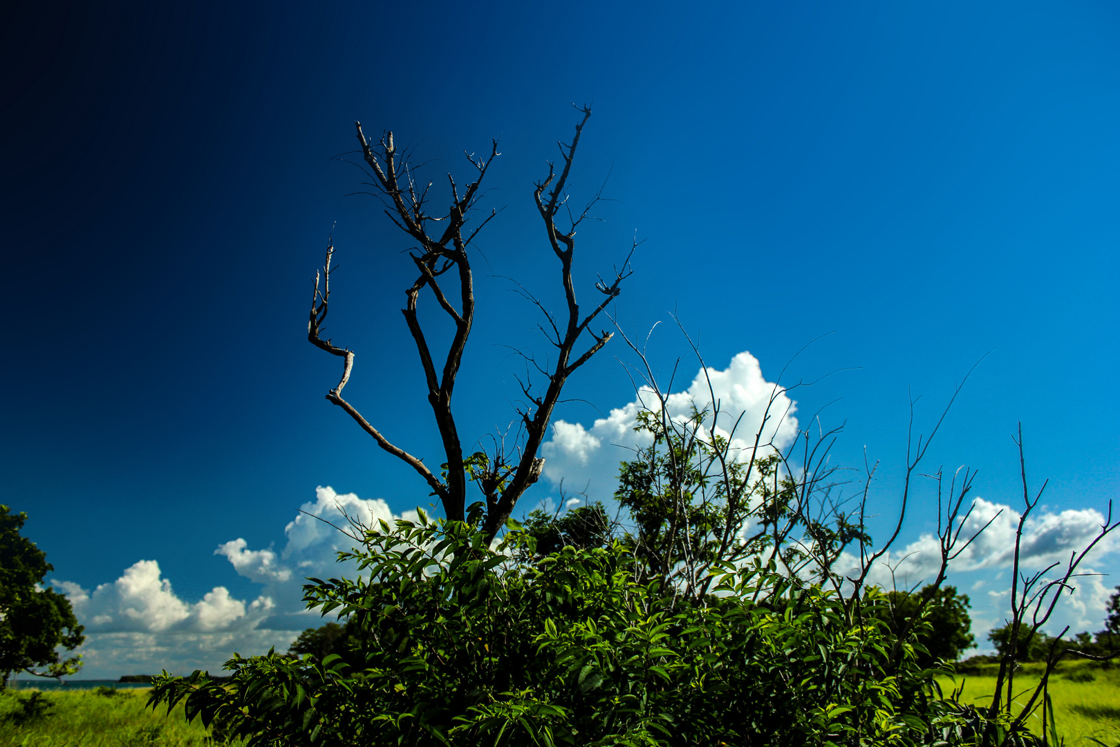 Bush at Mandorah