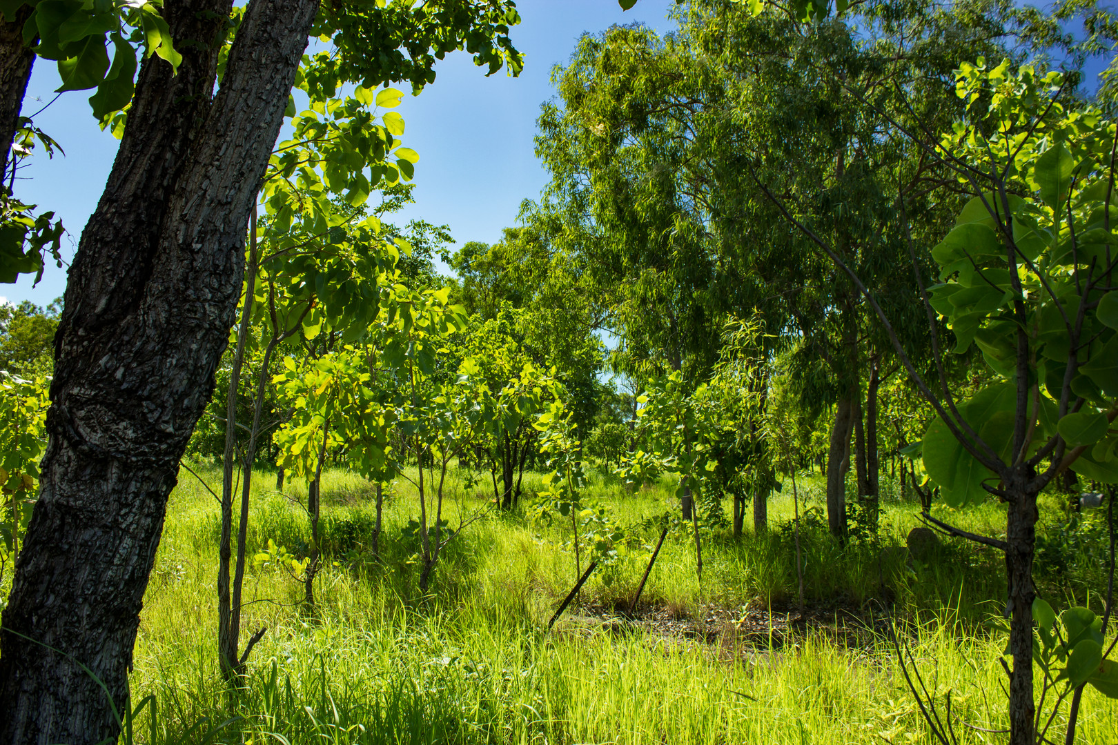 Bush at Mandorah Beach