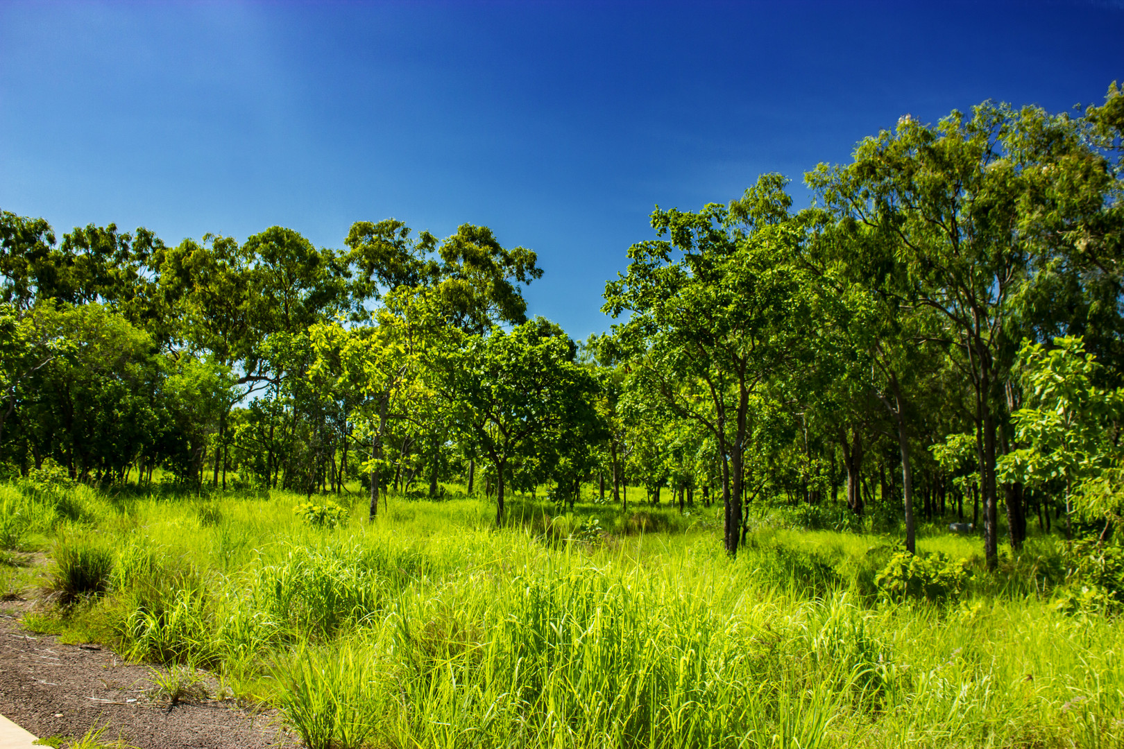 Bush at Mandorah Beach