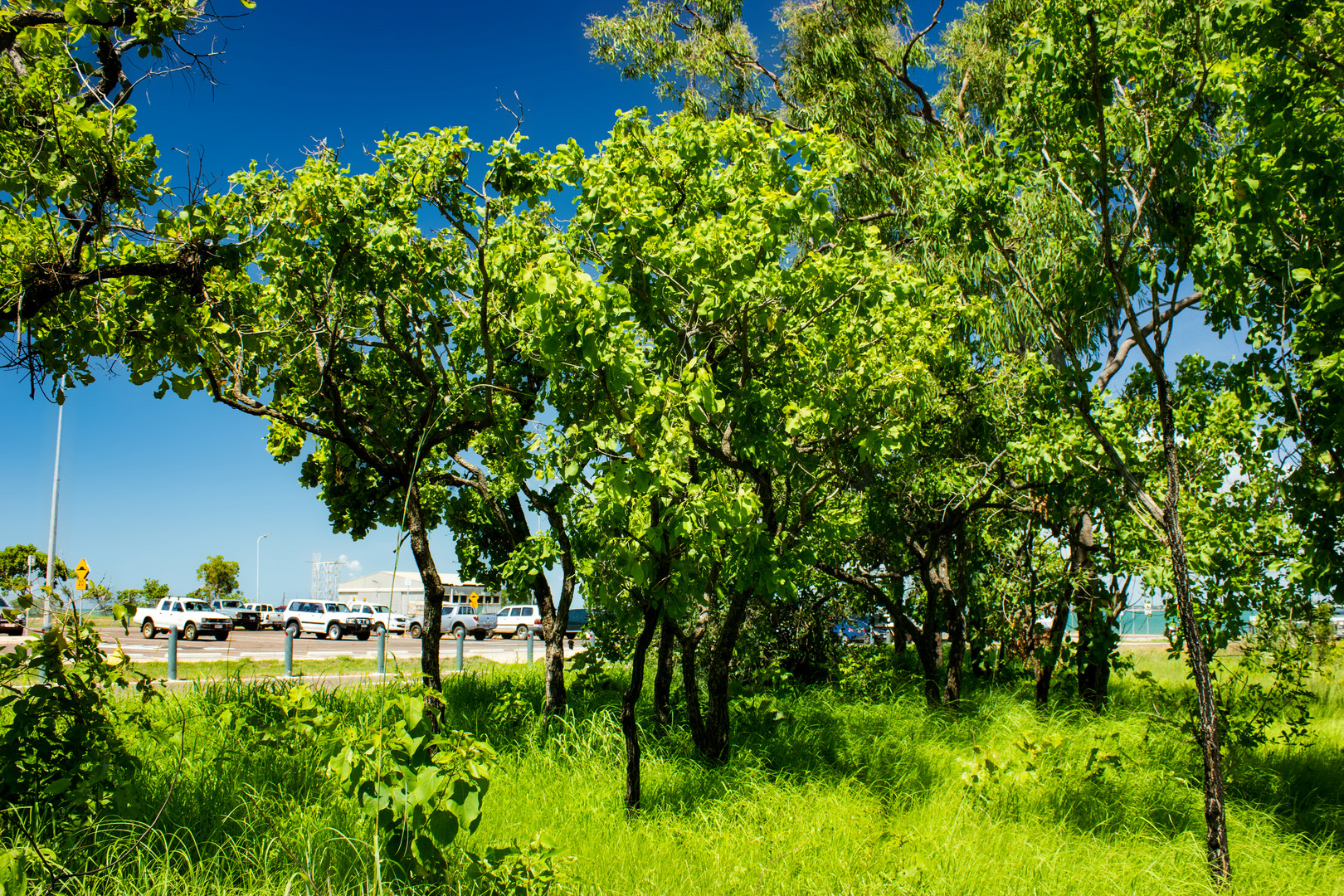 Bush at Mandorah Beach