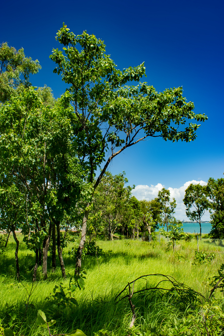 Bush at Mandorah Beach