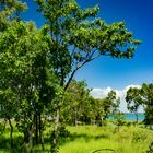 Bush at Mandorah Beach