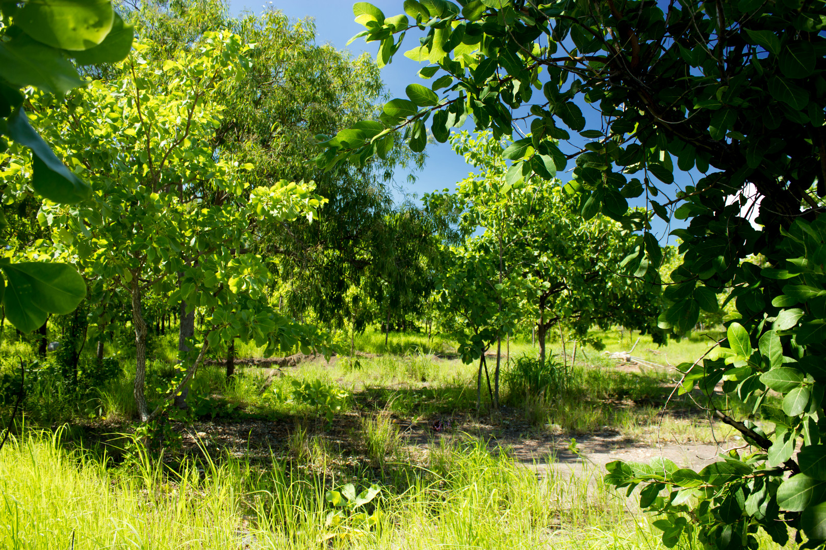 Bush at Mandorah Beach