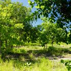 Bush at Mandorah Beach