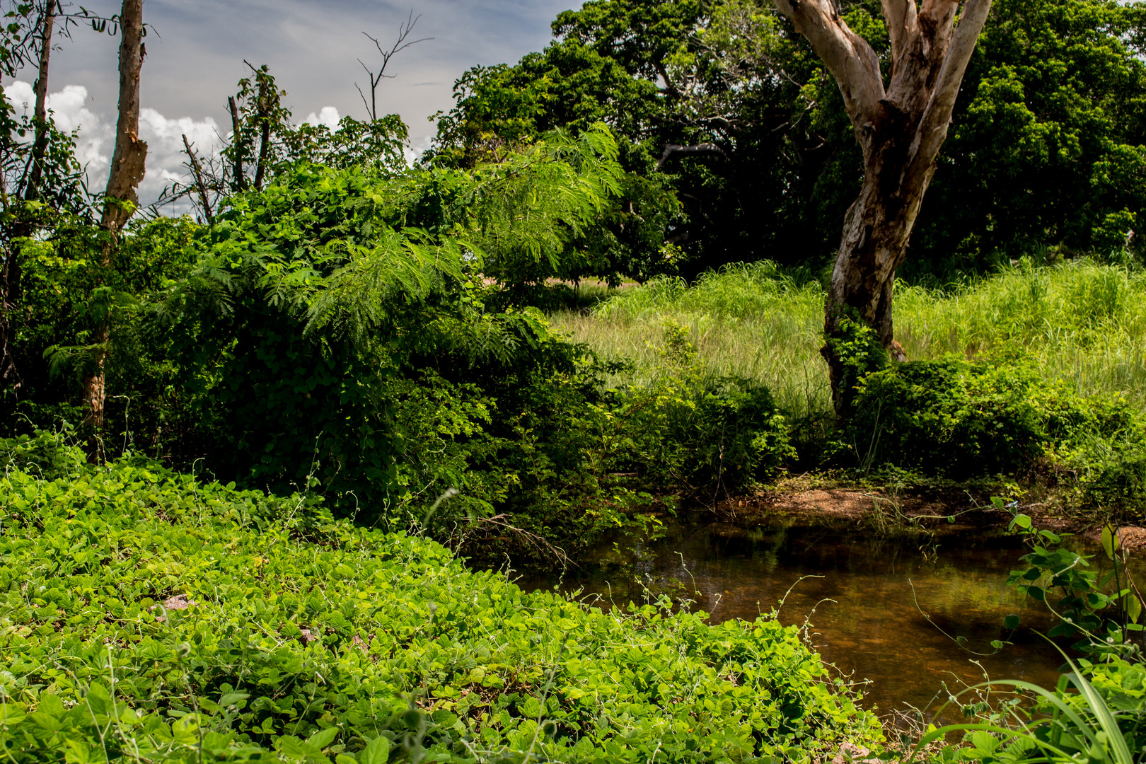 Bush at Mandorah Beach, Darwin