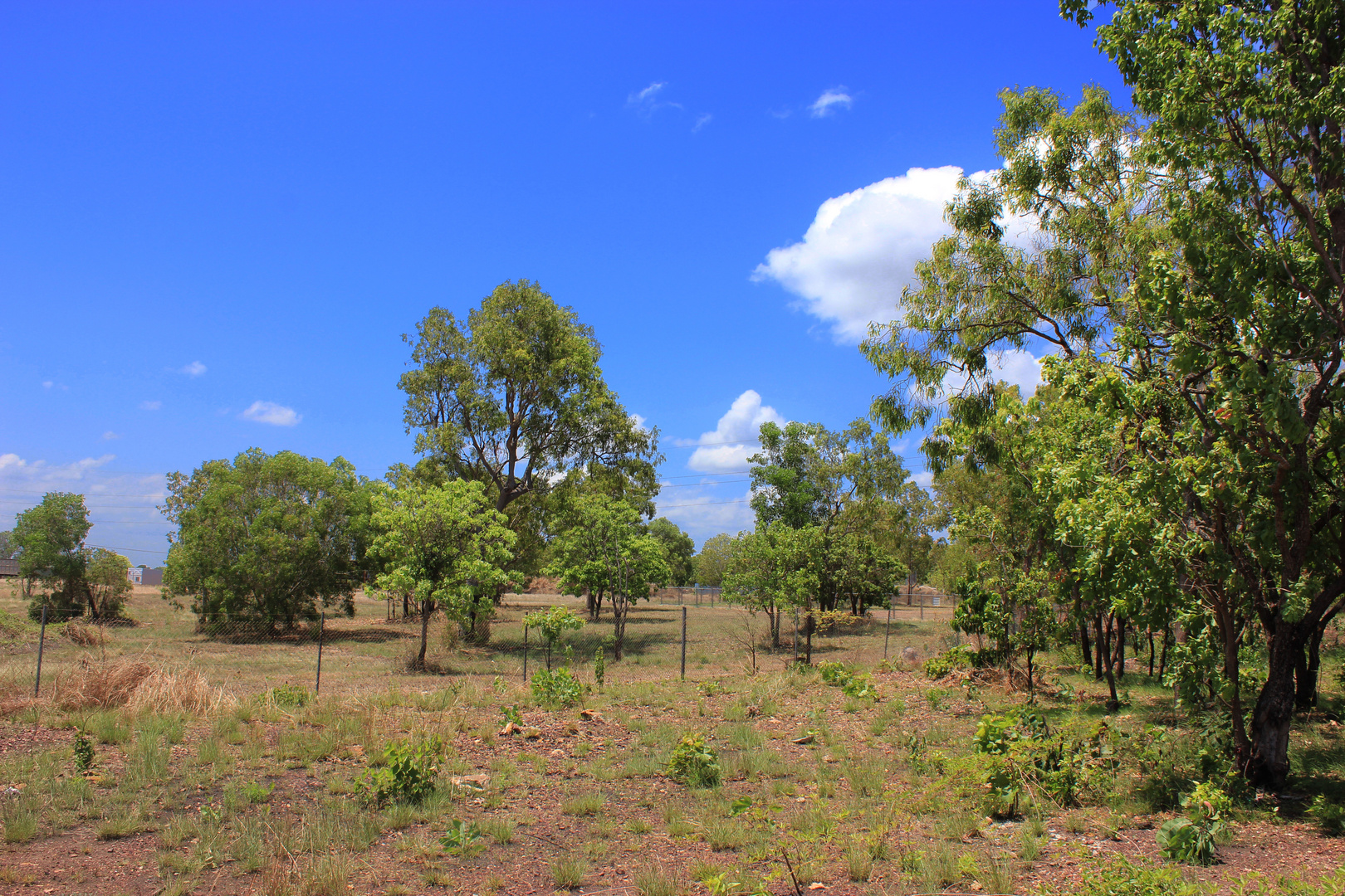 Bush at Mandorah Beach, Darwin XV