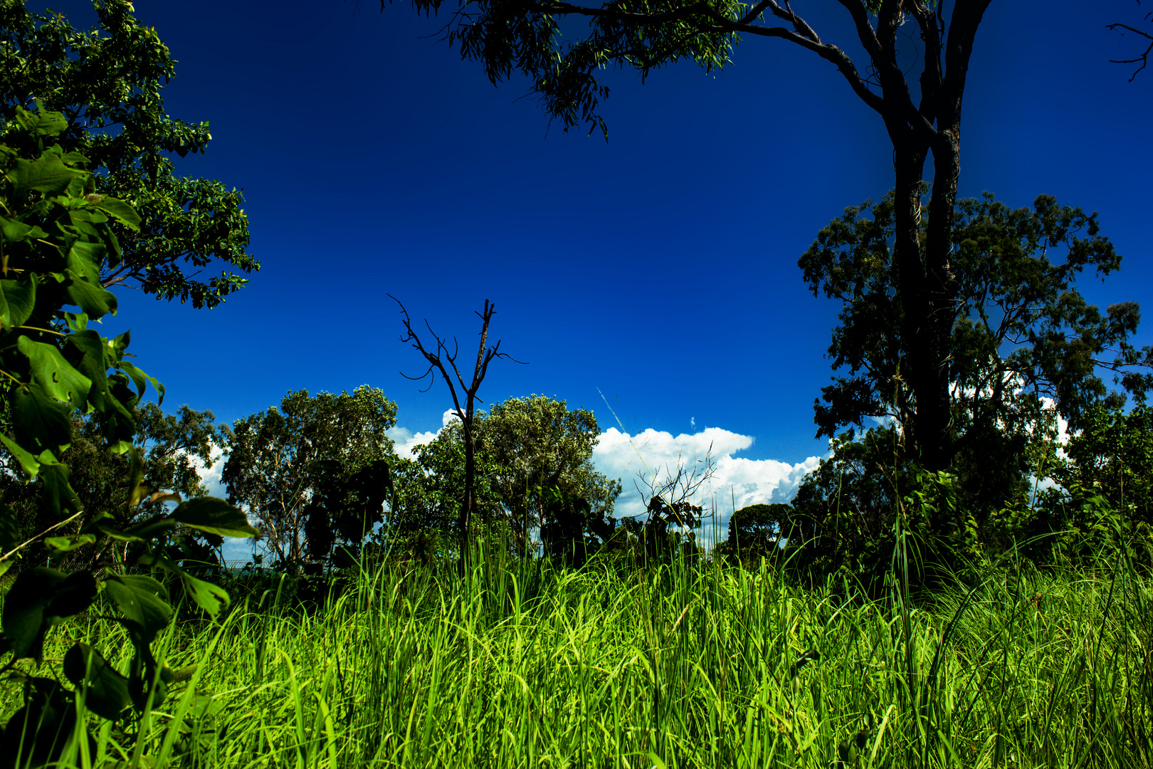 Bush at Mandorah Beach, Darwin XVII