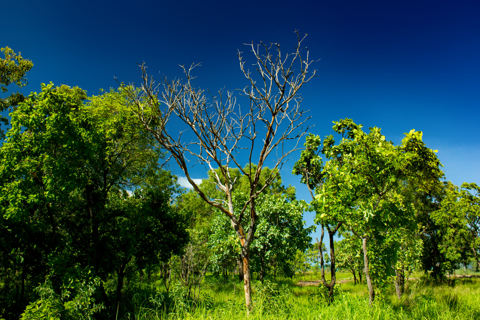 Bush at Mandorah Beach, Darwin XVIII