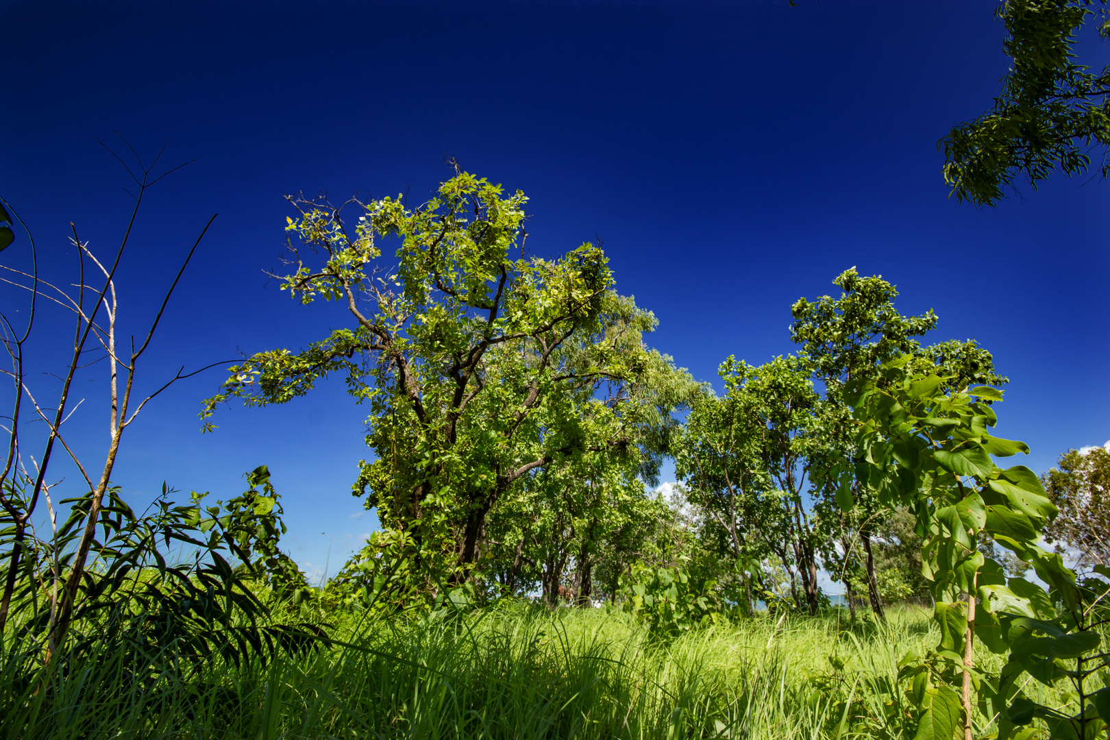 Bush at Mandorah Beach, Darwin XXI