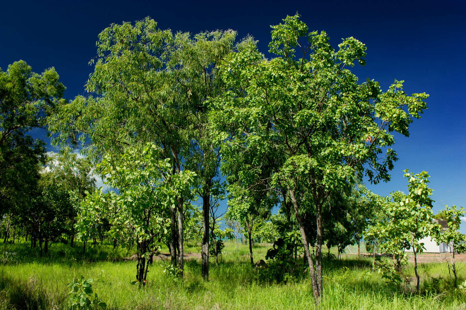 Bush at Mandorah Beach