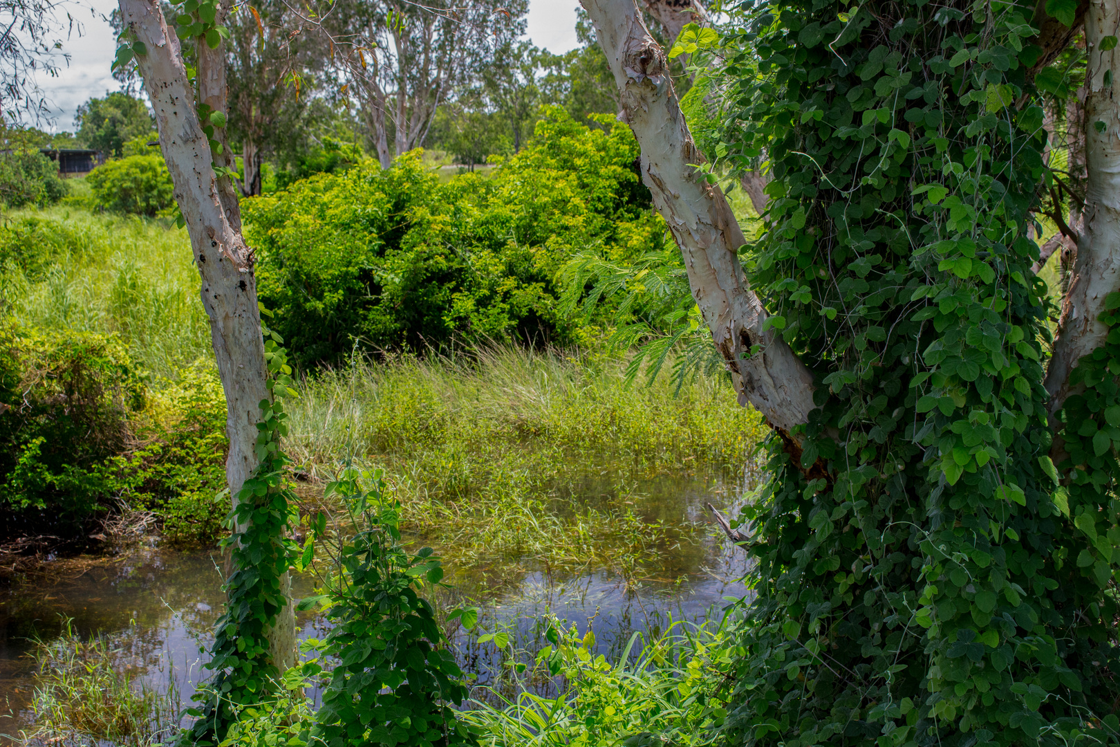 Bush at Mandorah Beach II